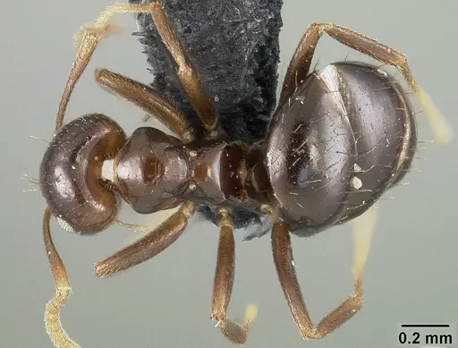 Brachymyrmex coactus - USNMENT01124249