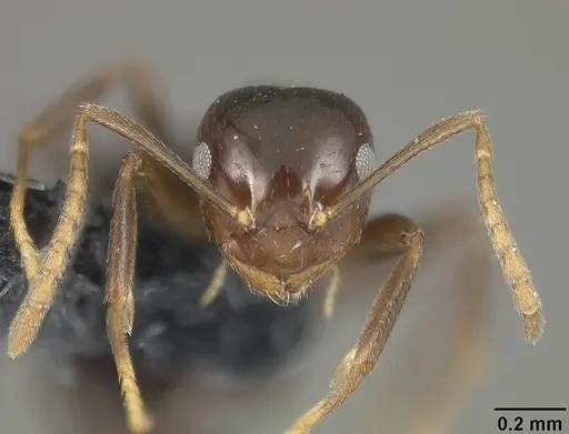 Brachymyrmex coactus - USNMENT01124249