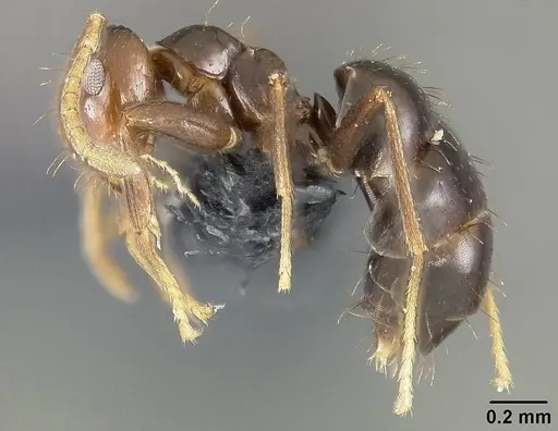 Brachymyrmex coactus - USNMENT01124249