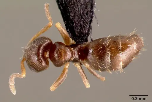 Brachymyrmex cordemoyi specimen