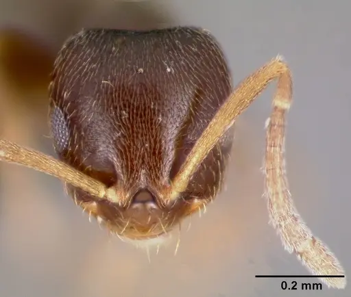 Brachymyrmex cordemoyi specimen