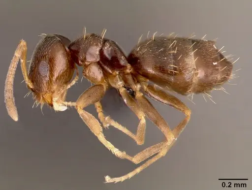 Brachymyrmex cordemoyi specimen