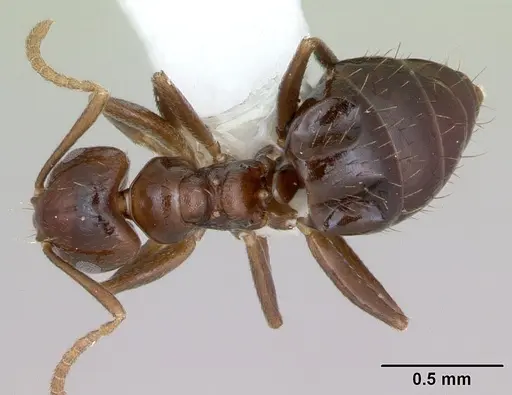Brachymyrmex degener specimen