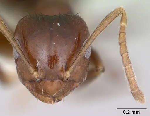 Brachymyrmex degener specimen