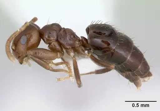 Brachymyrmex degener specimen