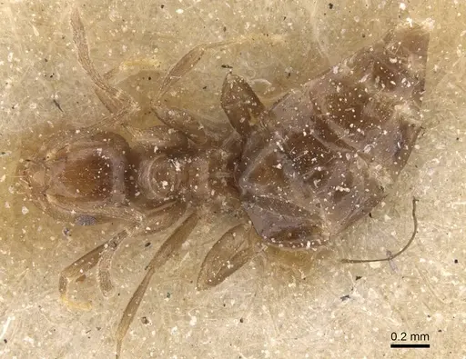 Brachymyrmex degener - CASENT0911599