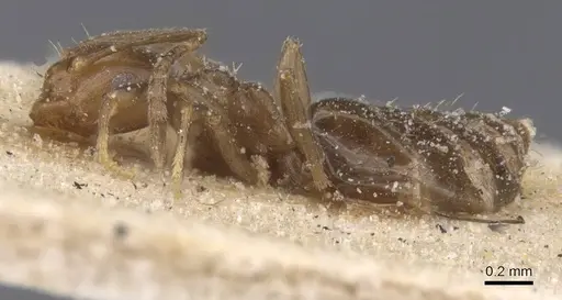 Brachymyrmex degener - CASENT0911599