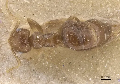 Brachymyrmex degener - CASENT0911602