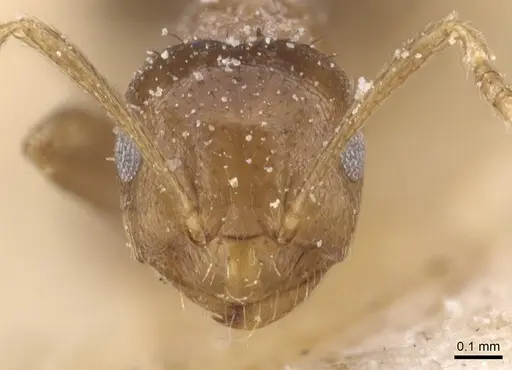 Brachymyrmex degener - CASENT0911602