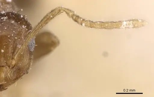 Brachymyrmex degener - CASENT0911602