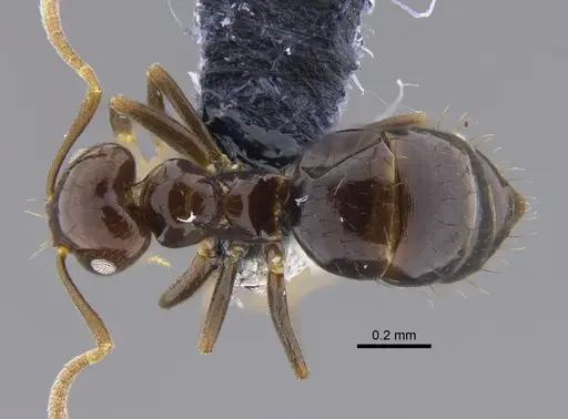 Brachymyrmex degener - CBUMAGENT41834