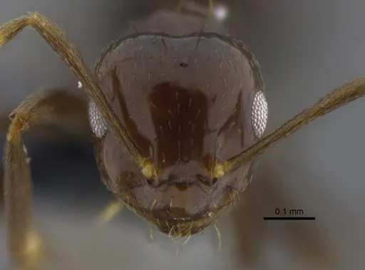 Brachymyrmex degener - CBUMAGENT41834