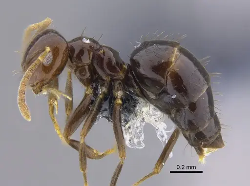 Brachymyrmex degener - CBUMAGENT41834