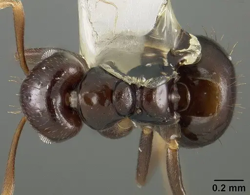 Brachymyrmex degener - USNMENT00441074