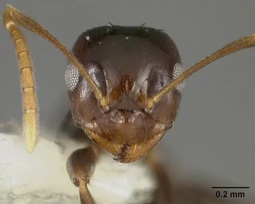 Brachymyrmex degener - USNMENT00441074