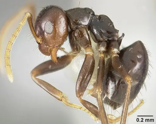 Brachymyrmex degener - USNMENT00441074