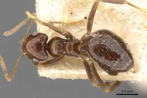 Brachymyrmex degener - USNMENT00757143