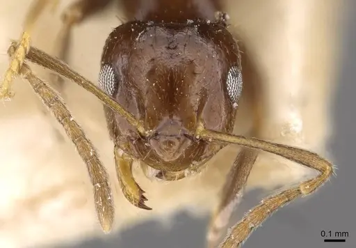 Brachymyrmex degener - USNMENT00757143