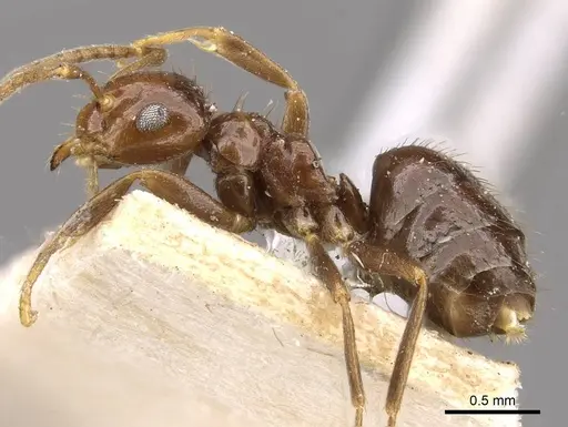 Brachymyrmex degener - USNMENT00757143