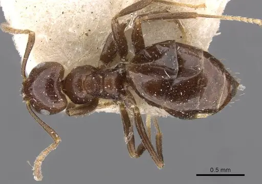 Brachymyrmex degener - USNMENT00757163