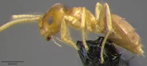 Brachymyrmex depilis specimen