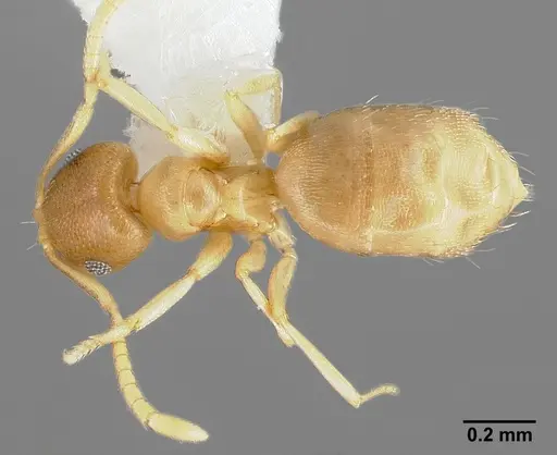 Brachymyrmex depilis - CASENT0005338