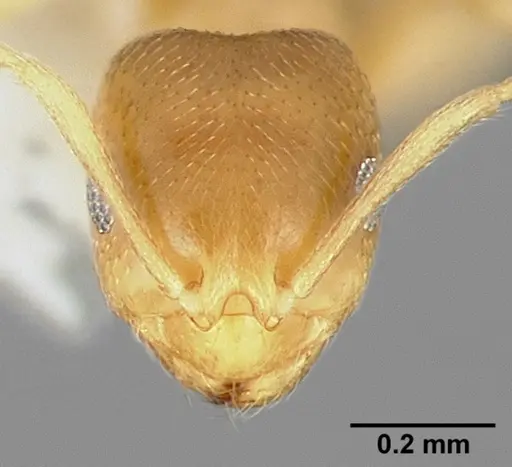 Brachymyrmex depilis - CASENT0005338