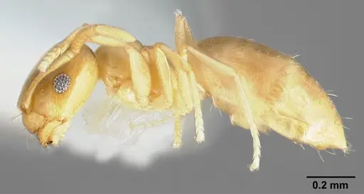 Brachymyrmex depilis - CASENT0005338