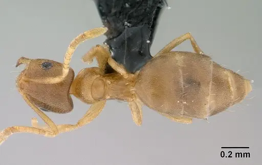 Brachymyrmex depilis - CASENT0008131