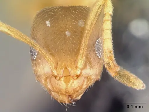 Brachymyrmex depilis - CASENT0008131