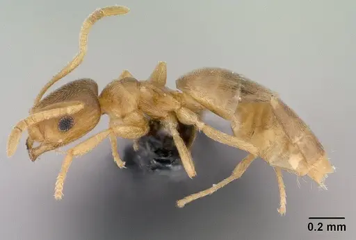 Brachymyrmex depilis - CASENT0008131