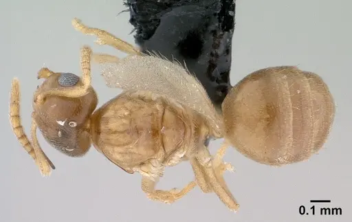 Brachymyrmex depilis - CASENT0080262
