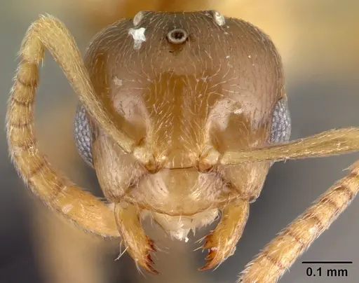 Brachymyrmex depilis - CASENT0080262