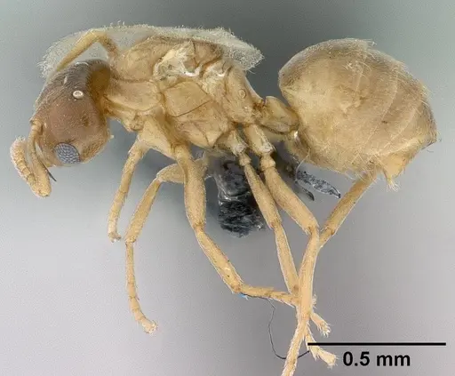 Brachymyrmex depilis - CASENT0080262