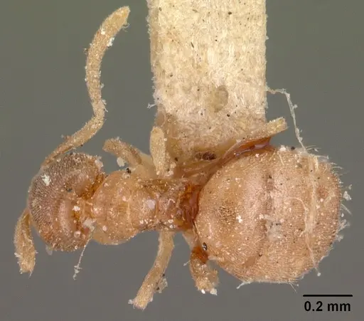 Brachymyrmex depilis - CASENT0102085