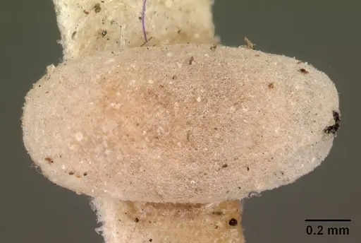 Brachymyrmex depilis - CASENT0102085