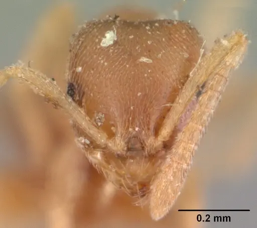 Brachymyrmex depilis - CASENT0102085