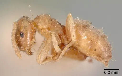Brachymyrmex depilis - CASENT0102085