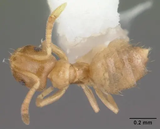Brachymyrmex depilis - CASENT0103622