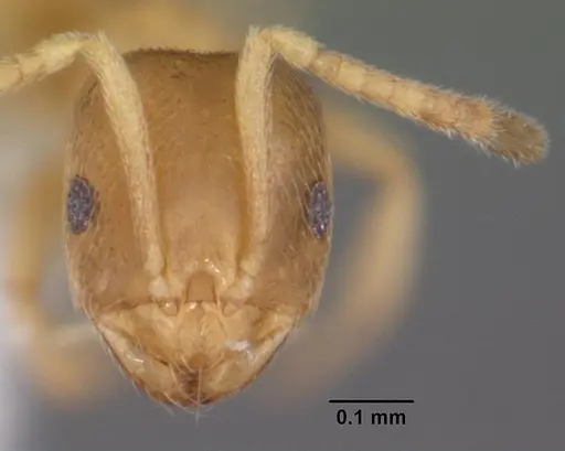 Brachymyrmex depilis - CASENT0103622