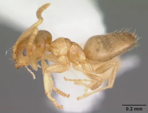 Brachymyrmex depilis - CASENT0103622