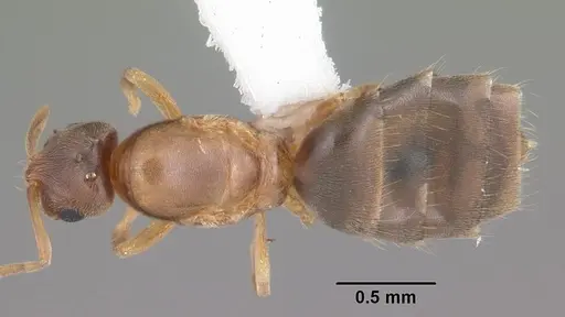 Brachymyrmex depilis - CASENT0103623