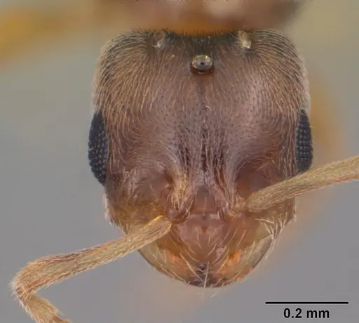 Brachymyrmex depilis - CASENT0103623