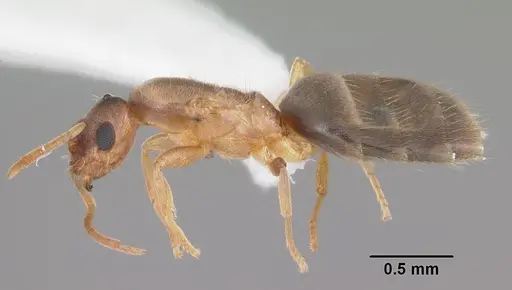 Brachymyrmex depilis - CASENT0103623