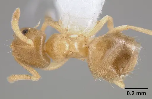 Brachymyrmex depilis - CASENT0106038