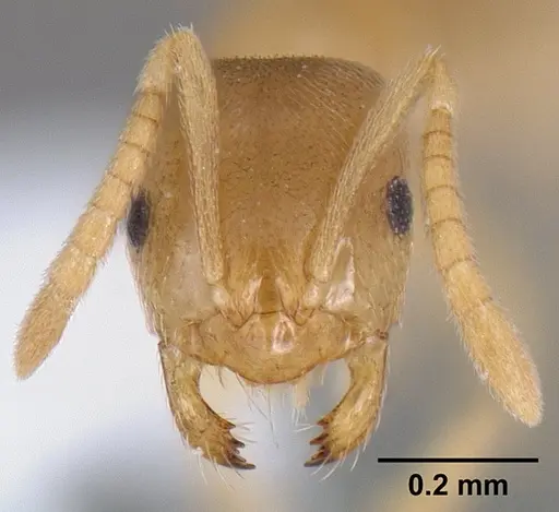 Brachymyrmex depilis - CASENT0106038