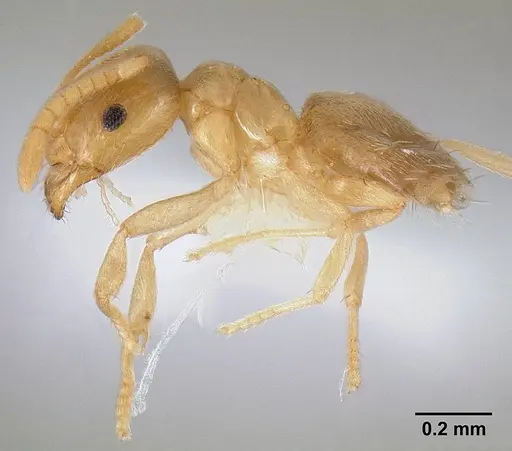 Brachymyrmex depilis - CASENT0106038