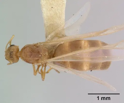 Brachymyrmex depilis - CASENT0179478