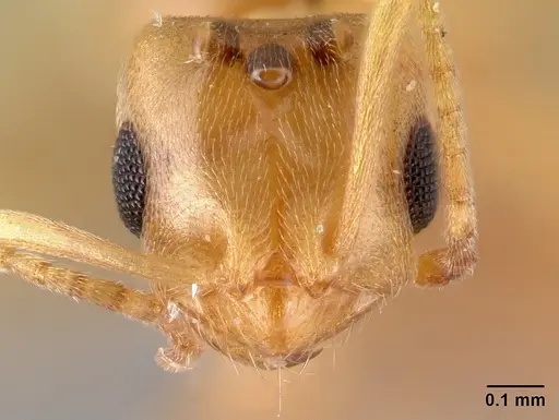 Brachymyrmex depilis - CASENT0179478