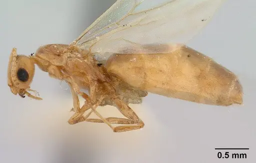 Brachymyrmex depilis - CASENT0179478